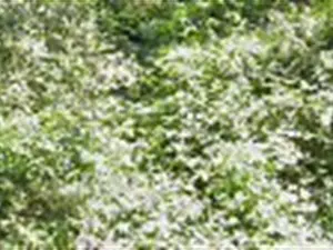 devis débarras La Trinité-Surzur - CHARIER Carrières et Recyclage des Matériaux